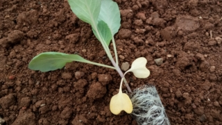 Thumbnail of post image 060