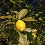 Thumbnail of related posts 147